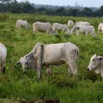 Projeto do Governo visa redução do preço da carne bovina e estudo de novas tecnologias para o setor