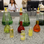 Pesquisadores estudam propriedades medicinais de óleo de bicho marajoara no PCT Guamá